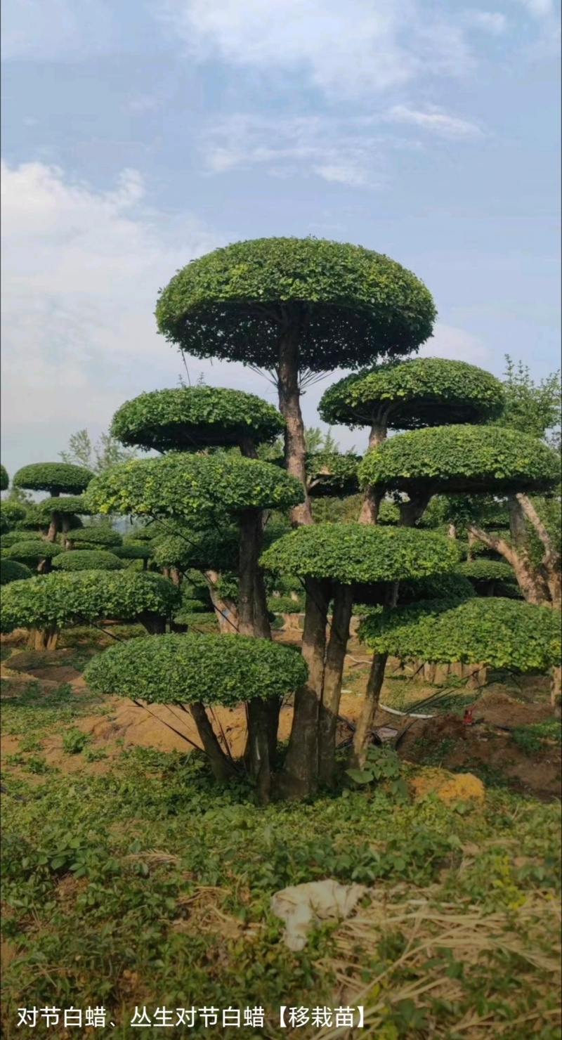 苗圃大量出售高150-350厘米对接白蜡
