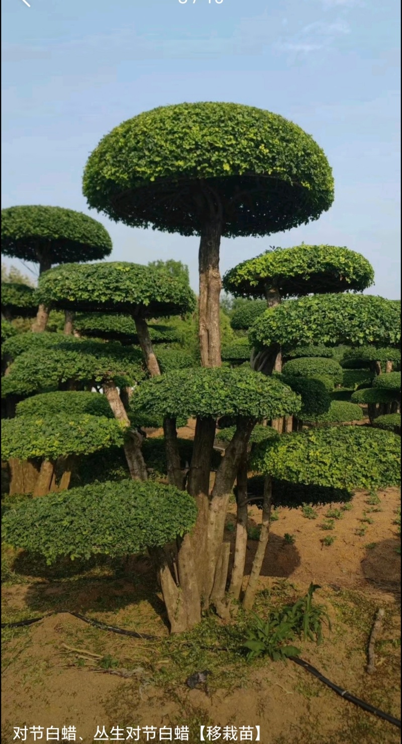 苗圃大量出售高150-350厘米对接白蜡