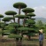 苗圃大量出售高150-350厘米对接白蜡