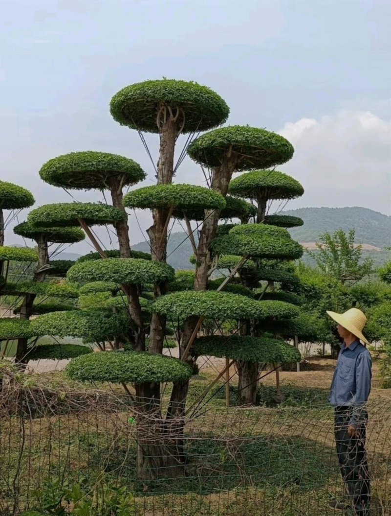 苗圃大量出售高150-350厘米对接白蜡
