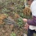 四川黄柏苗规格齐全基地直发欢迎实地考察订购