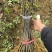 四川黄柏苗规格齐全基地直发欢迎实地考察订购