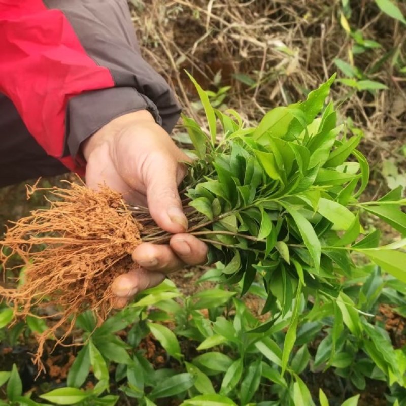 沉香芽苗
