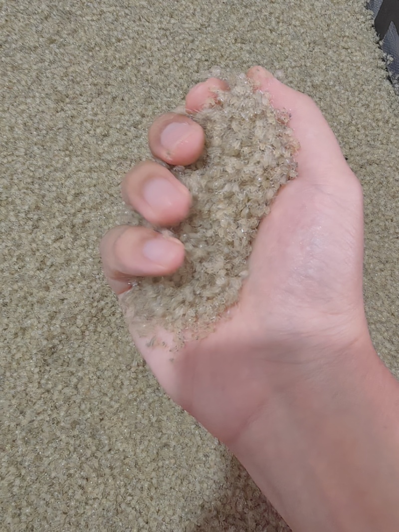 盘锦冷水蟹苗，大眼幼体，蟹花，全国可发，现捞现发，保证源