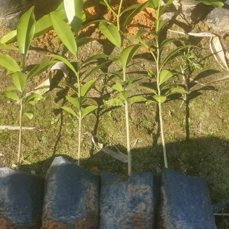 沉香底苗