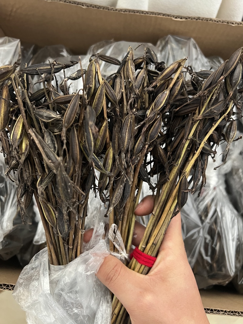 毛慈菇果荚，多芽黄花，紫花，杜鹃，一号。