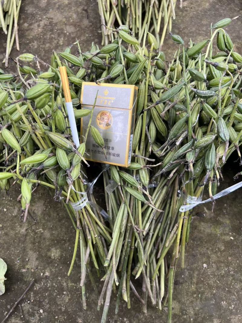 毛慈菇果荚，多芽黄花，紫花，杜鹃，一号。