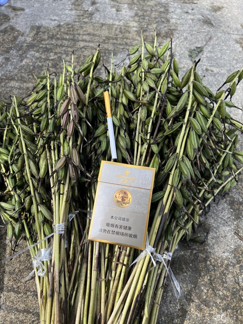 毛慈菇果荚，多芽黄花，紫花，杜鹃，一号。