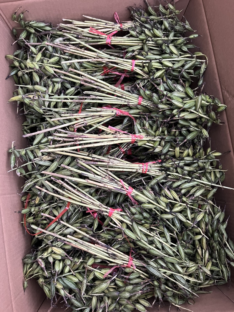 毛慈菇果荚，多芽黄花，紫花，杜鹃，一号。