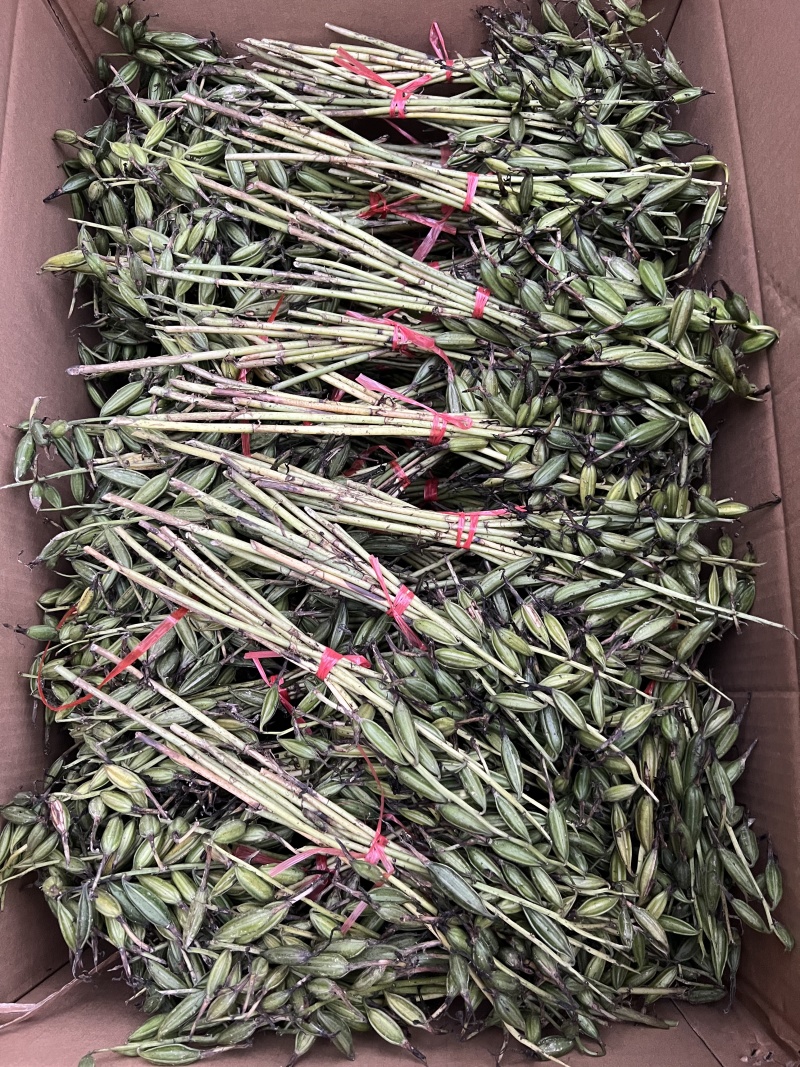 毛慈菇果荚，多芽黄花，紫花，杜鹃，一号。
