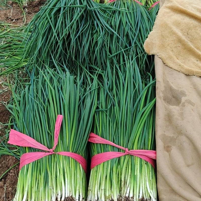 河南平顶山汝州，小葱支持商超视频看货货源充足