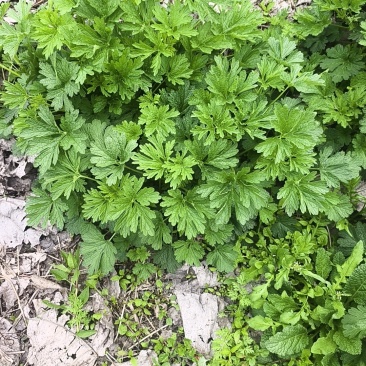 鲜益母草农家现挖新鲜益母草整棵带根嫩苗营养价格高价格实惠