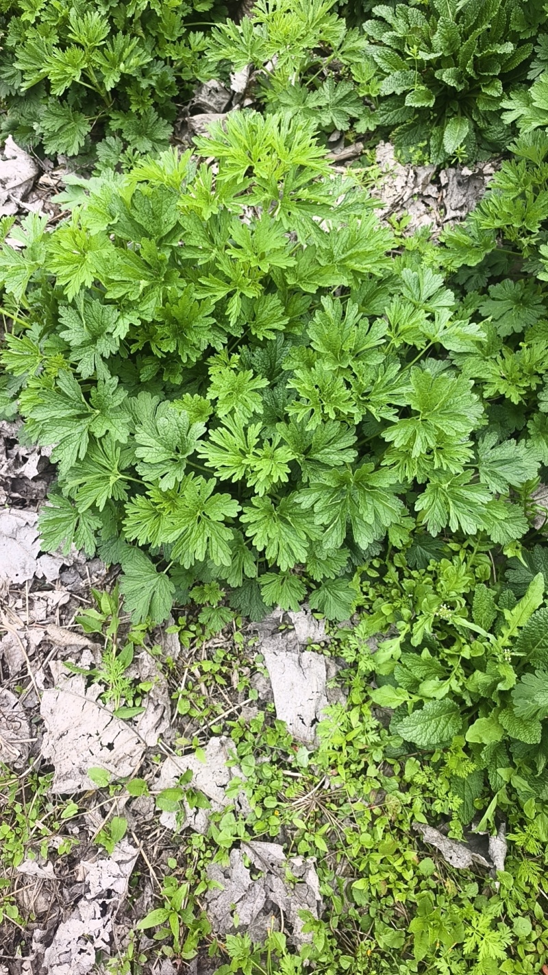 鲜益母草农家现挖新鲜益母草整棵带根嫩苗营养价格高价格实惠