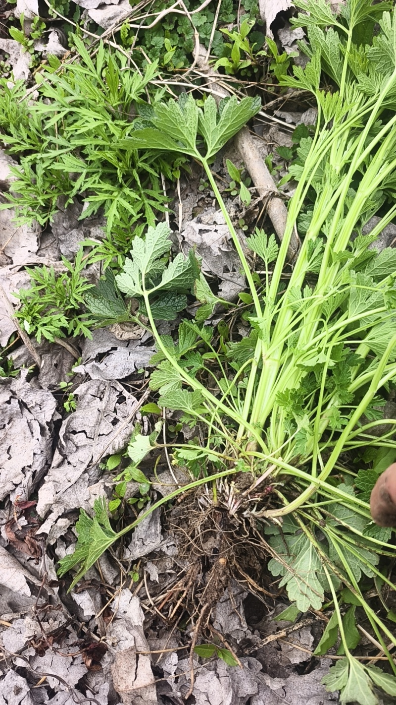 鲜益母草农家现挖新鲜益母草整棵带根嫩苗营养价格高价格实惠