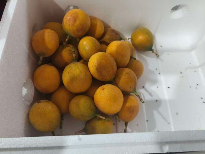 云南临沧热情果