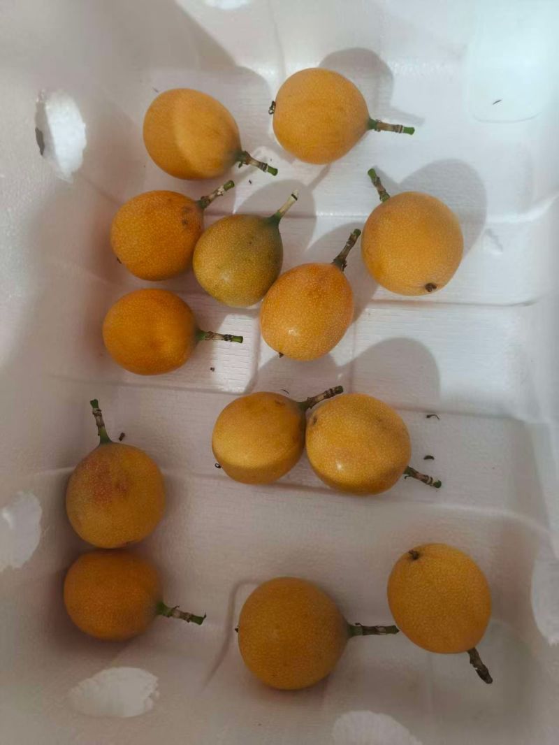 云南临沧热情果