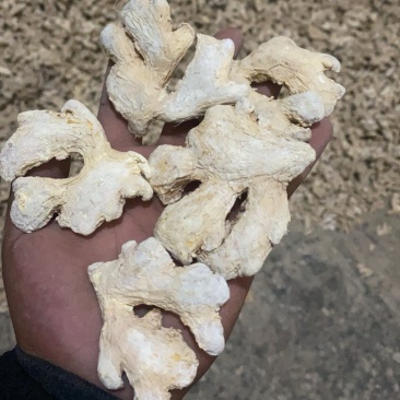 高硫姜个