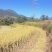 滇禾优34大米，百姓手工种植。量大从优。