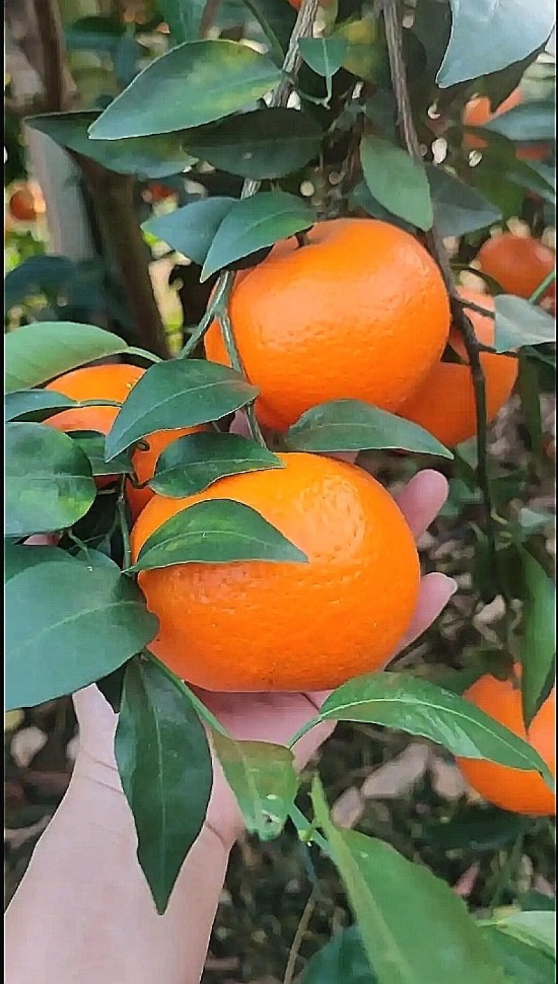 自家种植沃柑，水分足，甜度合适，可单件，数量大，可批发