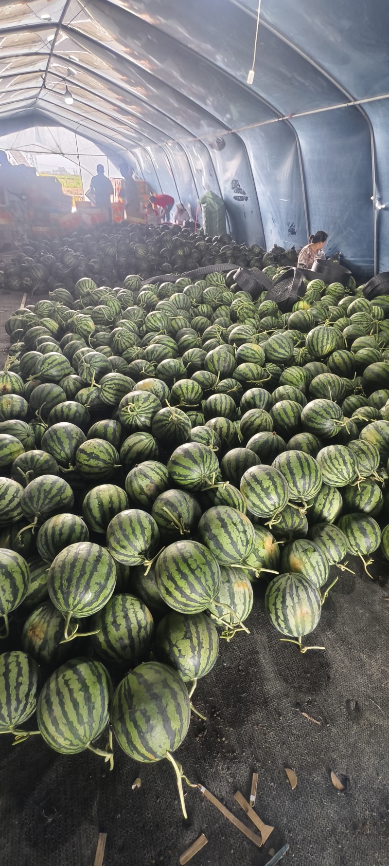 云南无籽麒麟西瓜，大量供应电商，市场，商标，代发全国
