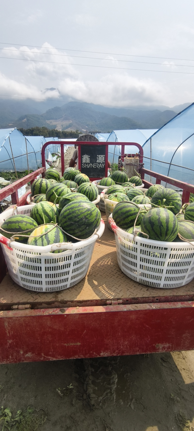云南无籽麒麟西瓜，大量供应电商，市场，商标，代发全国