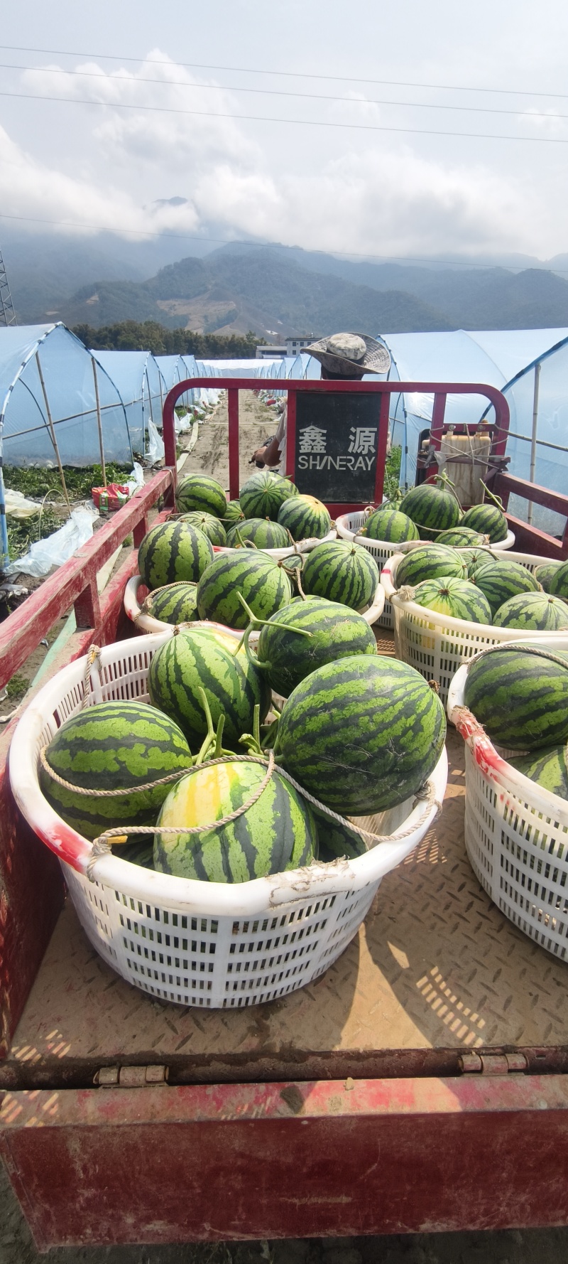 云南无籽麒麟西瓜，大量供应电商，市场，商标，代发全国