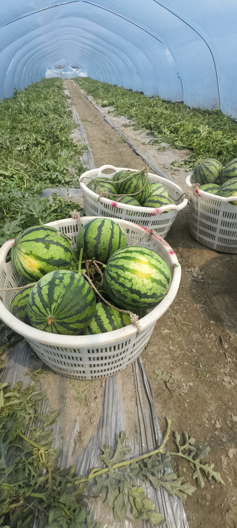 云南无籽麒麟西瓜，大量供应电商，市场，商标，代发全国