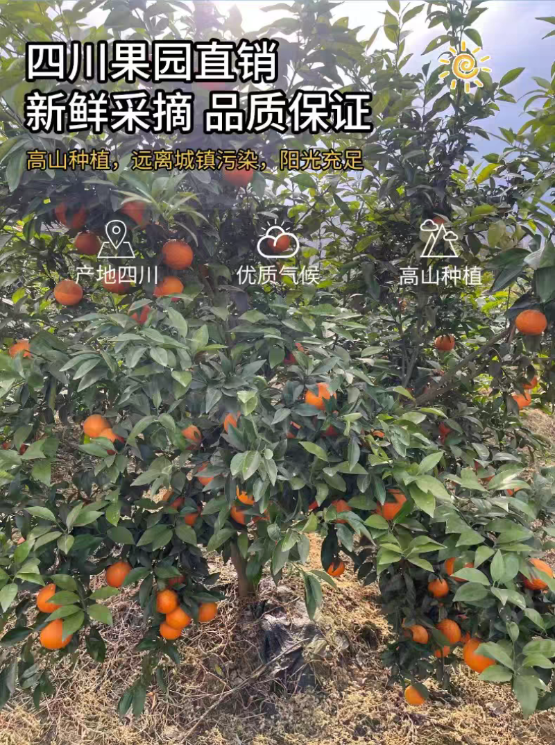 （四川沃柑）保质保量/产地直发/整车批发/来电有优惠