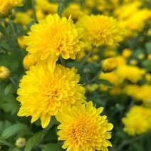 【推荐】江苏连云港菊花，黄白菊花种植基地产地一手货源价格稳定