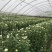 【推荐】江苏连云港菊花，黄白菊花种植基地产地一手货源价格稳定