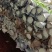 【推荐】江苏连云港菊花，黄白菊花种植基地产地一手货源价格稳定