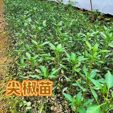 大棚尖椒苗