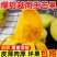 正宗越南玉芒脆芒果应季非金煌芒青芒果薄皮肉厚整箱