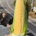 广东精品花糯玉米产地直发品质保证量大从优一手货源