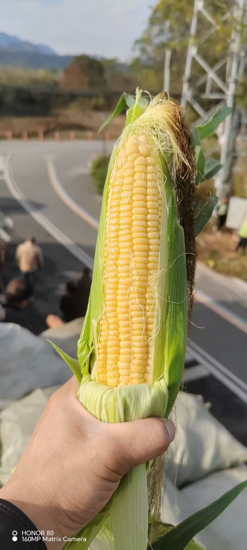 广东精品花糯玉米产地直发品质保证量大从优一手货源