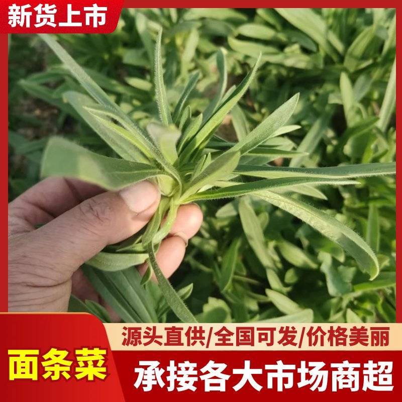 【面条菜】山东特菜/基地现货供应/量大从优/全国发货