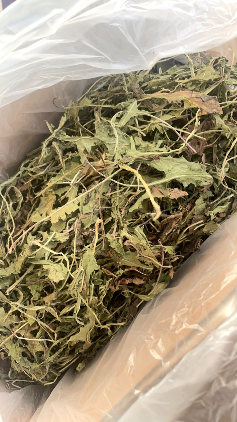 烘干蒲公英/烘干小麦草/烘干胡萝卜缨