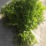 烘干蒲公英/烘干小麦草/烘干胡萝卜缨