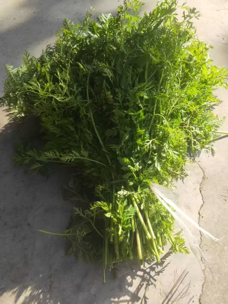 烘干蒲公英/烘干小麦草/烘干胡萝卜缨