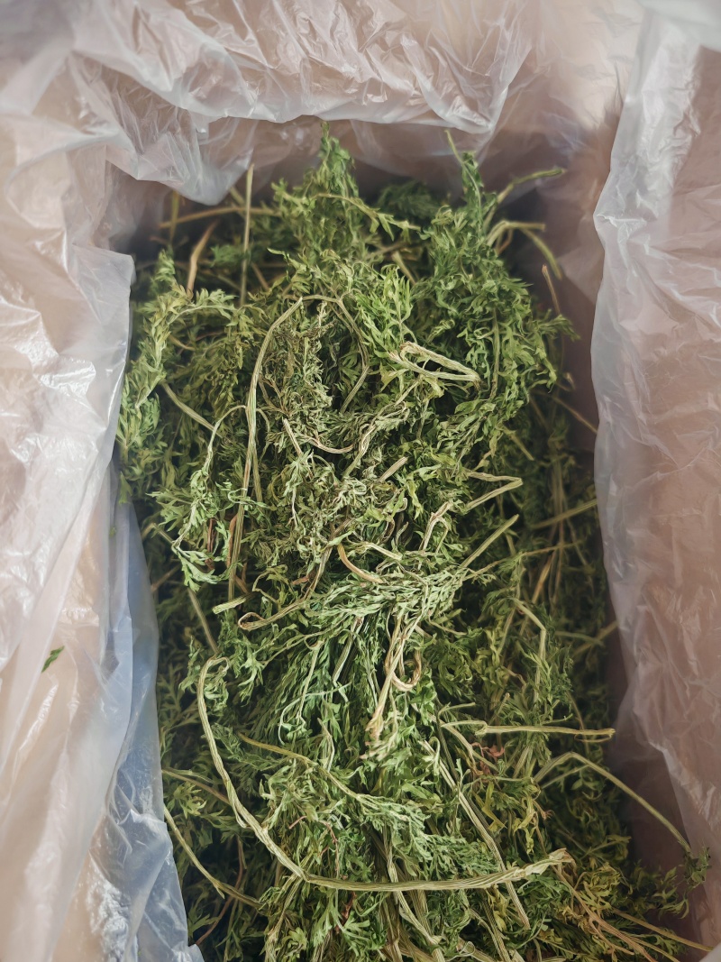 烘干蒲公英/烘干小麦草/烘干胡萝卜缨