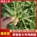 【精】面条菜/山东特菜/基地一手货源/量大从优/全国发货