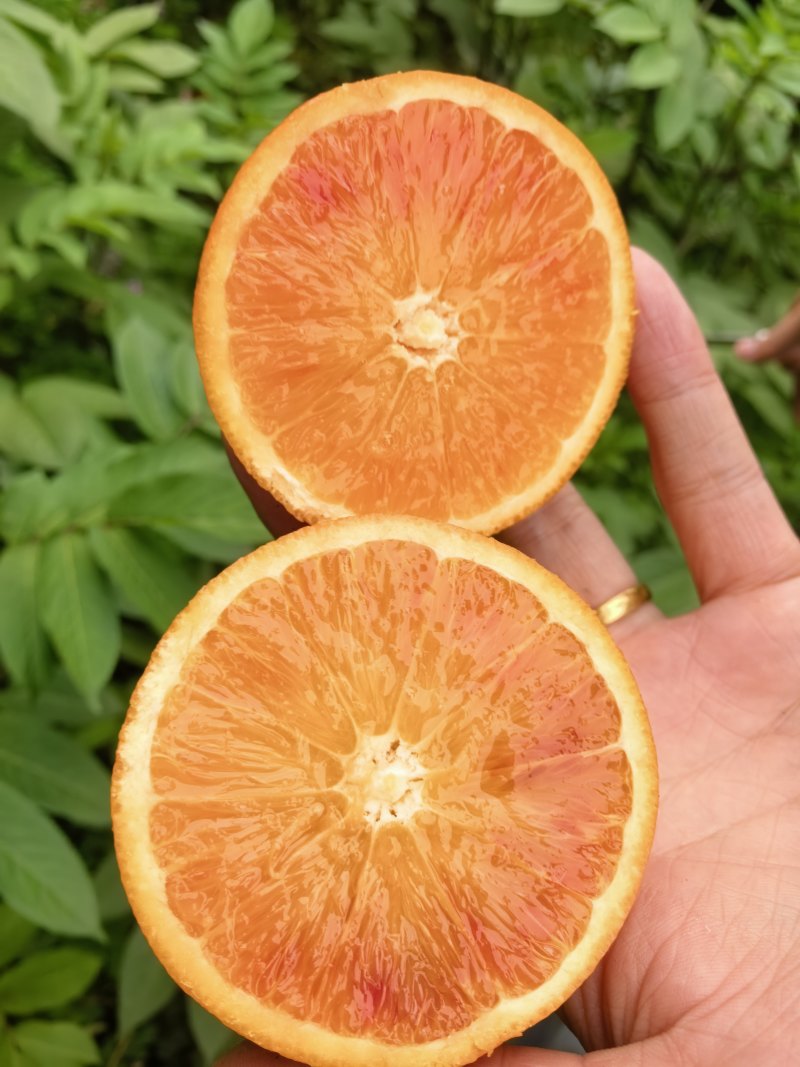 塔罗科血橙产地直发新鲜水果量大从优货源充足