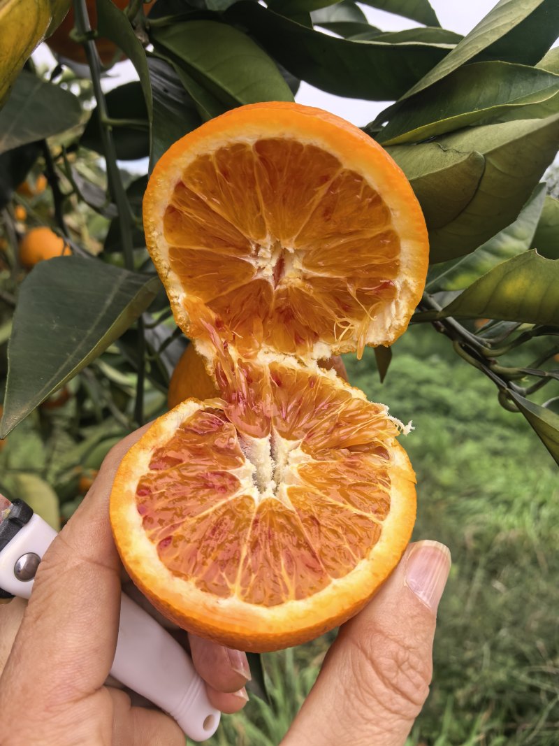 塔罗科血橙产地直发新鲜水果量大从优货源充足