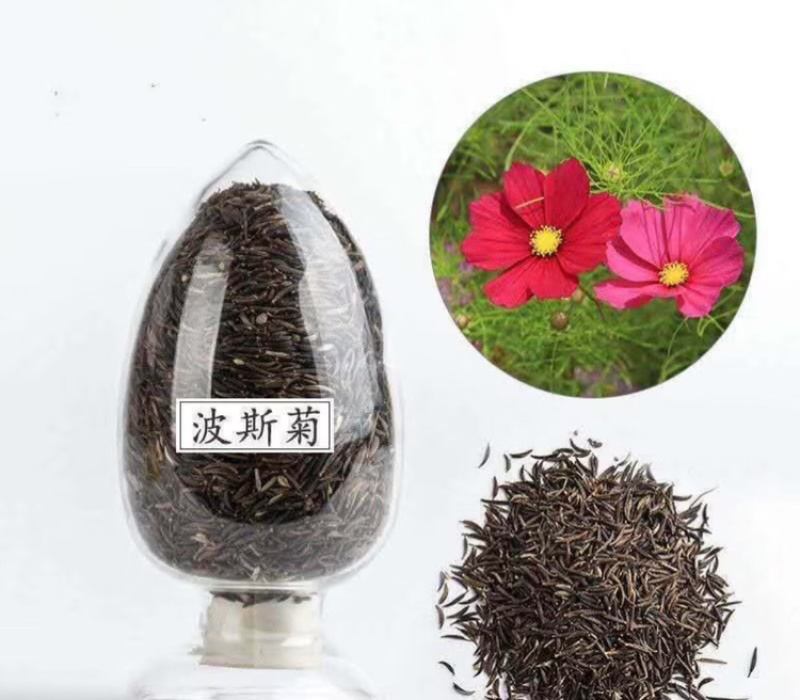 波斯菊高杆混色品质保证服务周到产地直发价格美丽