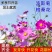 波斯菊高杆混色品质保证服务周到产地直发价格美丽