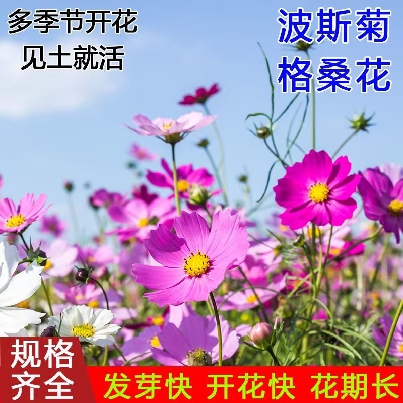 波斯菊高杆混色品质保证服务周到产地直发价格美丽