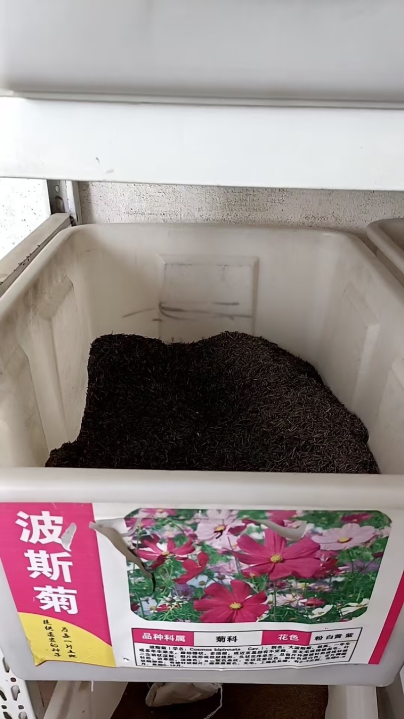 波斯菊高杆混色品质保证服务周到产地直发价格美丽