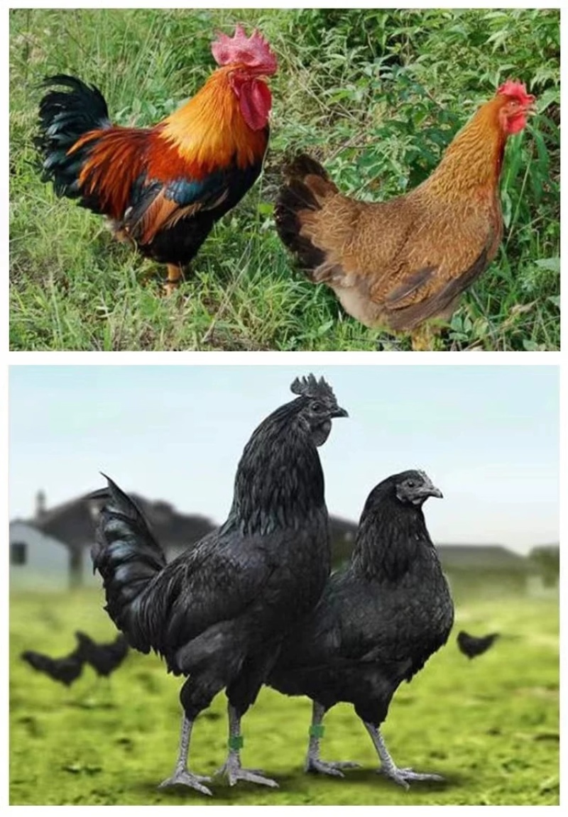 半斤青脚麻黄花母黑母脱温鸡