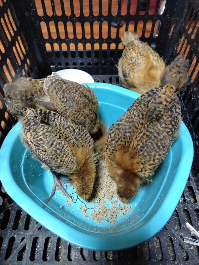 半斤青脚麻黄花母黑母脱温鸡
