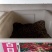 百日草种子品质保证服务周到价格美丽欢迎老板前来咨询